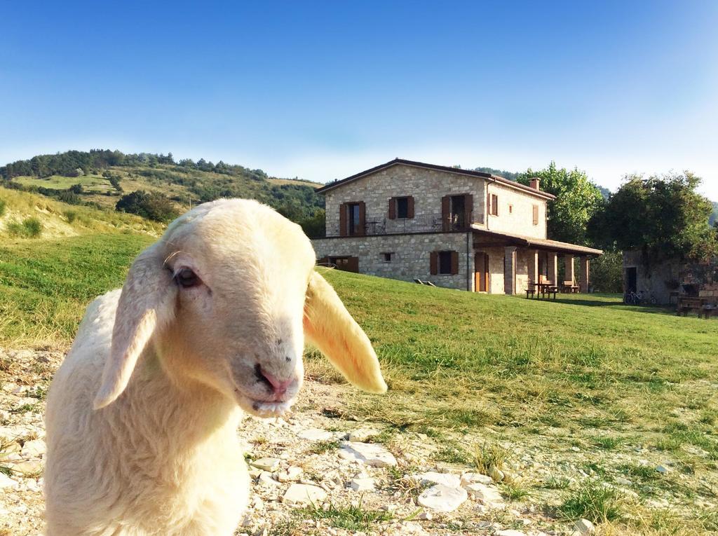 Sasso Feltrio Fattoria Bio L'A Ceccoli 빌라 외부 사진